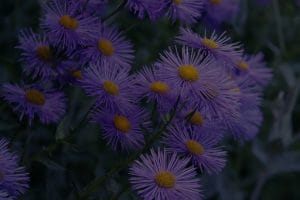 Enhancing Your Garden with Feng Shui-Plants and Ornaments That Work