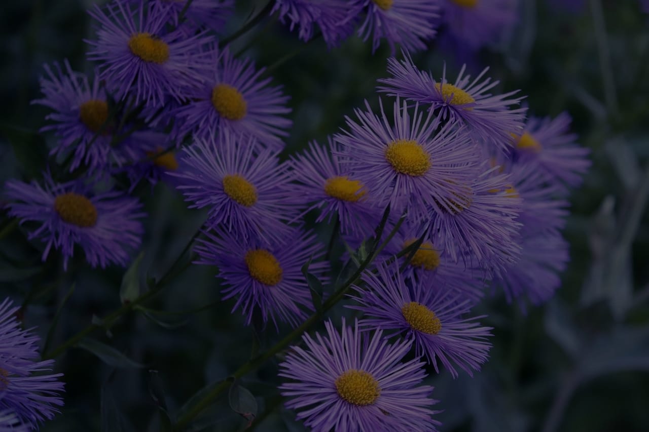 Enhancing Your Garden with Feng Shui-Plants and Ornaments That Work