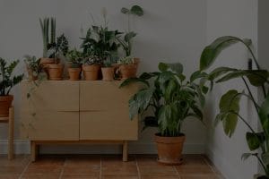 Enhancing Your Living Room-The Best Feng Shui Energy Ornaments for a Harmonious Space