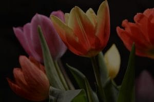 Enhancing Your Love Life-Feng Shui Ornaments for Romantic Spaces