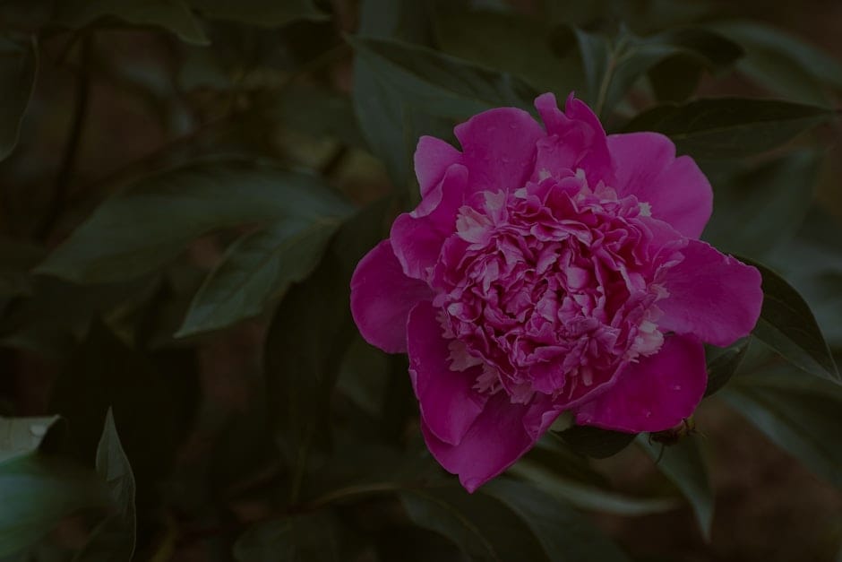 Enhancing Your Outdoor Space-Feng Shui Garden Ornaments