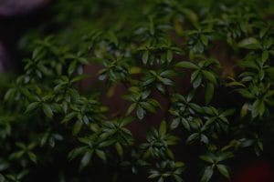 Feng Shui and Minimalism-Essential Ornaments for a Clutter-Free Life