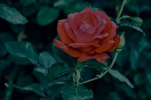 Feng Shui Energy Ornaments-Boosting Your Love Life with Strategic Placement