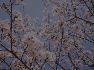 Feng Shui Energy Ornaments for Seasonal Changes-Aligning Your Space with Nature