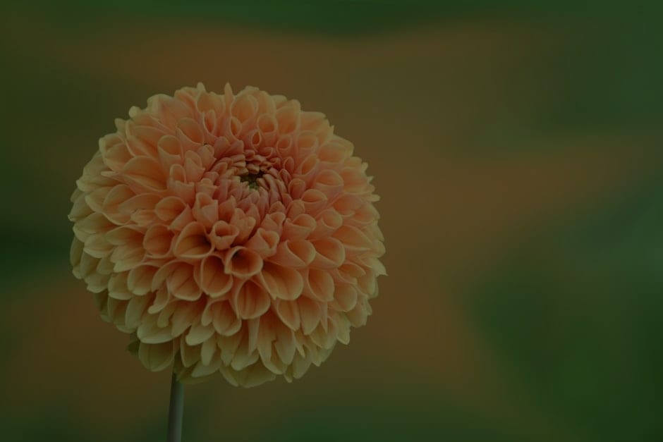 Feng Shui Energy Ornaments-Your Secret Weapon for Personal Growth