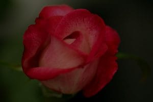 Feng Shui Essentials-Ornaments to Improve Your Love Life