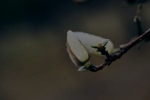 Feng Shui for New Beginnings-Ornaments to Welcome Change and Growth