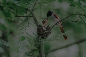 Feng Shui for New Parents-Ornaments to Create a Nurturing Environment for Babies