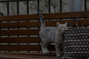 Feng Shui for Pet Owners-Creating a Positive Environment for Your Furry Friends