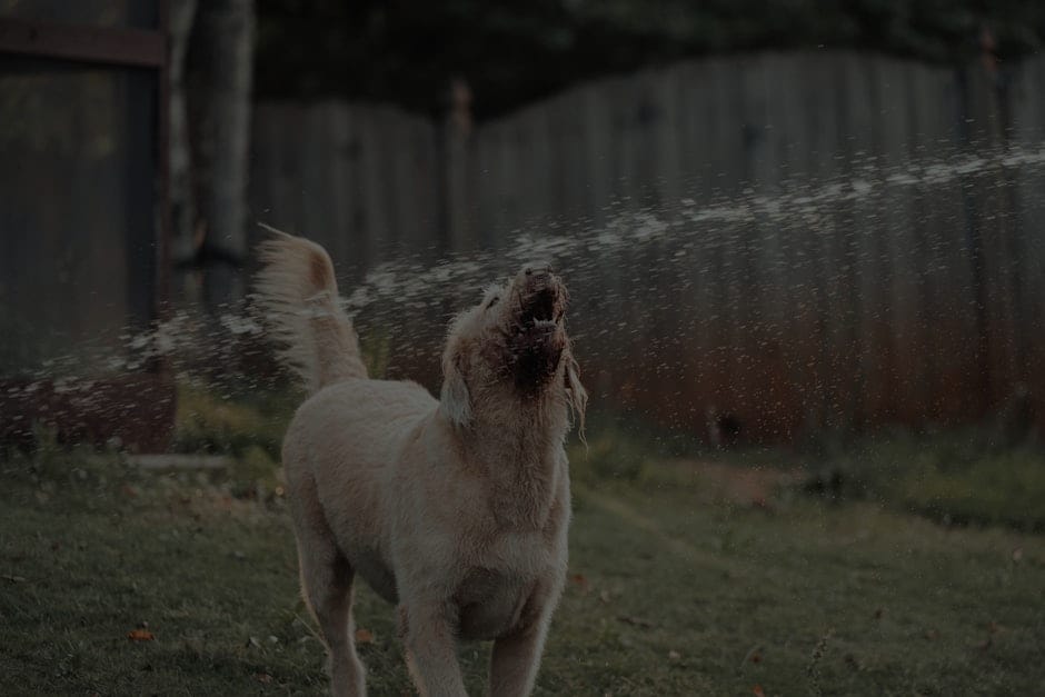 Feng Shui for Pet Owners-Enhancing Your Home's Energy for Animals