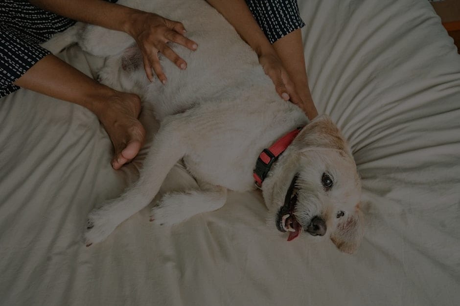 Feng Shui for Pet Owners-Ornaments to Create a Harmonious Home for Your Animals