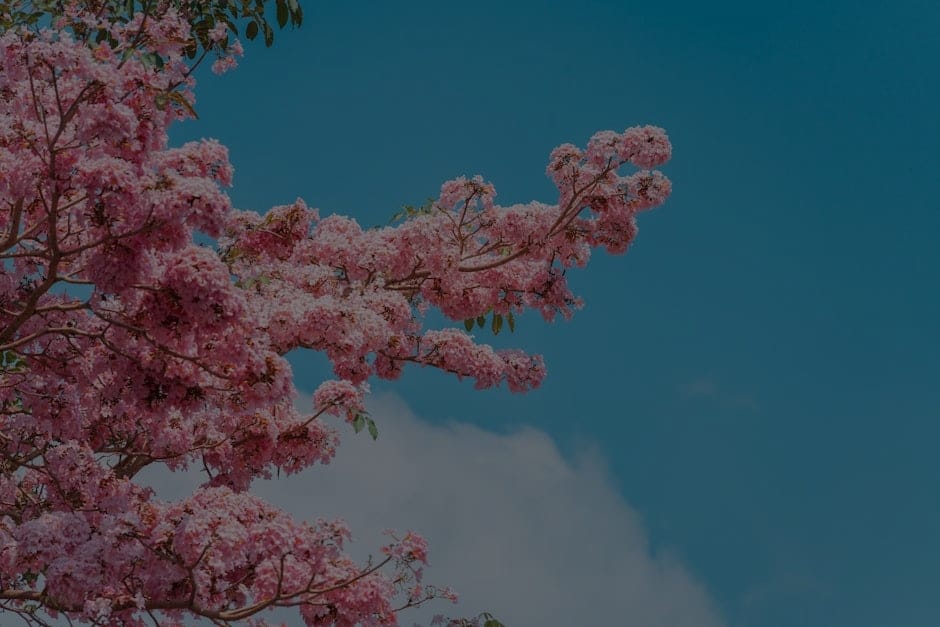 Feng Shui for Stress Relief-Ornaments to Create a Calm Environment