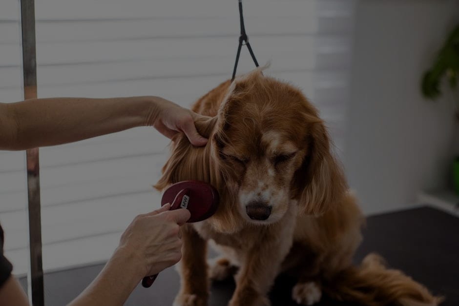 Feng Shui Ornaments for Pet Owners-Ensuring Harmony for Your Furry Friends