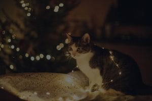 Feng Shui Ornaments for Seasonal Changes-Refreshing Your Home Energy