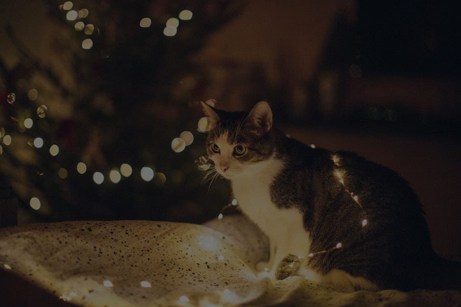 Feng Shui Ornaments for Seasonal Changes-Refreshing Your Home Energy