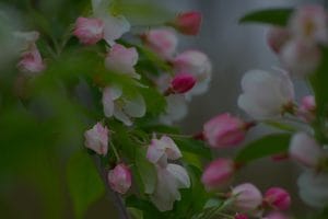Feng Shui Ornaments for Seasonal Energy Cleansing and Renewal