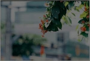 Feng Shui Ornaments-Practical Solutions for Small Spaces and Apartments