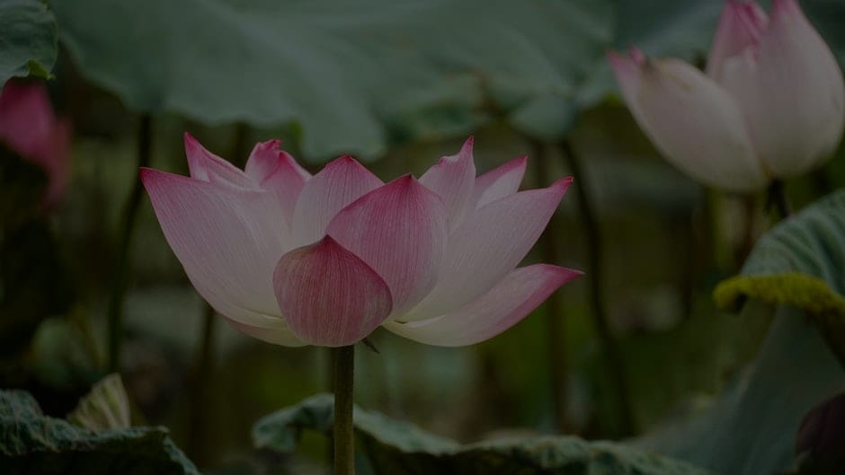 Feng Shui Tips for a Calming Bedroom-Ornaments That Promote Peace