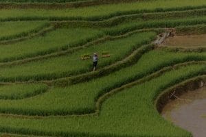 Feng Shui Tips for a Peaceful and Productive Work Environment