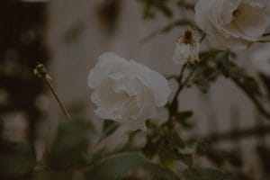 Feng Shui Tips for Selecting Energy Ornaments for Your Garden