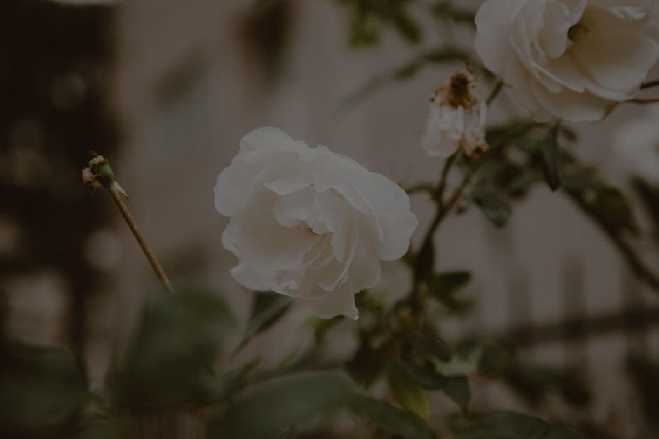 Feng Shui Tips for Selecting Energy Ornaments for Your Garden