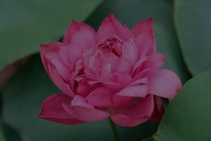 Finding the Right Feng Shui Ornaments for Your Meditation Space