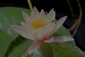 Gardening with Intention-Feng Shui Ornaments for a Harmonious Outdoor Space