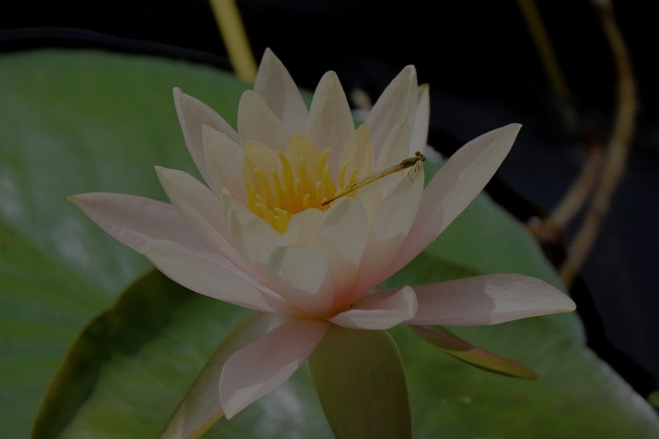Gardening with Intention-Feng Shui Ornaments for a Harmonious Outdoor Space