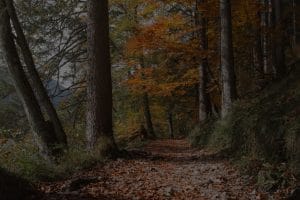 Guided Feng Shui for Beginners-Essential Ornaments to Start Your Journey