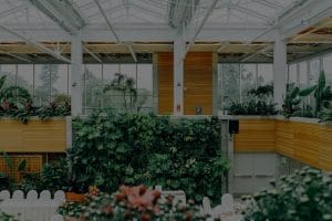 Harnessing Nature's Energy-Feng Shui Plants for Indoor Spaces