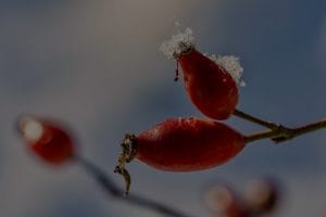 Harnessing Nature's Power-Best Feng Shui Crystals for Your Garden