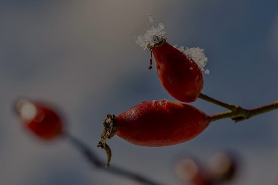 Harnessing Nature's Power-Best Feng Shui Crystals for Your Garden