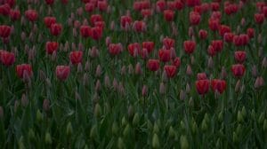 Harnessing the Power of Feng Shui in Your Garden for Prosperity