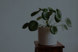 How to Incorporate Feng Shui Elements into Your Garden for Serenity
