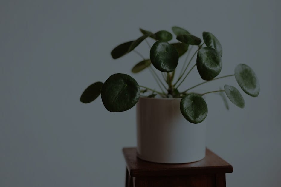 How to Incorporate Feng Shui Elements into Your Garden for Serenity