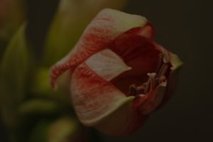 How to Incorporate Feng Shui Energy Ornaments into Your Garden