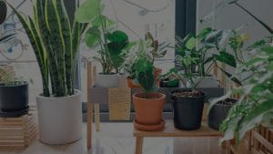 How to Incorporate Feng Shui Items into Your Garden for Positive Vibes