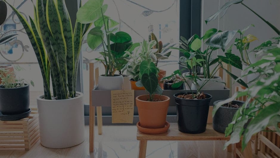 How to Incorporate Feng Shui Items into Your Garden for Positive Vibes