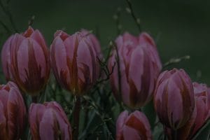 How to Select Feng Shui Energy Ornaments for Your Garden or Outdoor Space