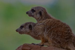 How to Select Feng Shui Items for a Balanced Family Environment