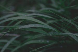 How to Select Feng Shui Items for Your Garden to Promote Growth and Abundance