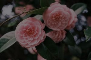 How to Select Feng Shui Ornaments for Your Garden-A Guide to Outdoor Energy