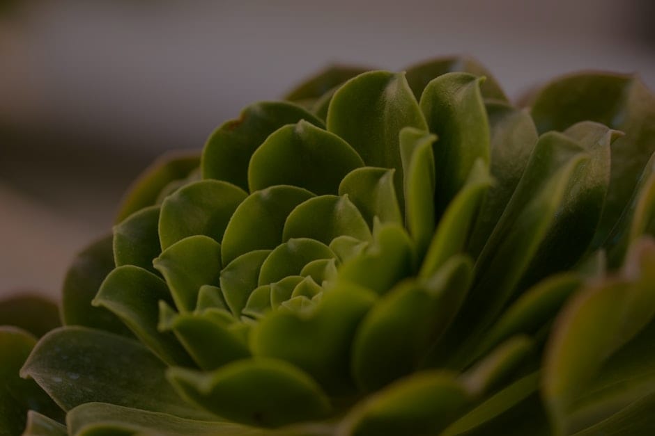 How to Select the Best Feng Shui Decor for Your Garden