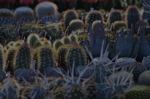 How to Use Feng Shui Ornaments in Your Garden for Abundance
