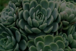 How to Use Feng Shui to Attract New Opportunities in Life