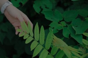 Improve Your Health and Well-Being-Feng Shui Items for a Vibrant Life