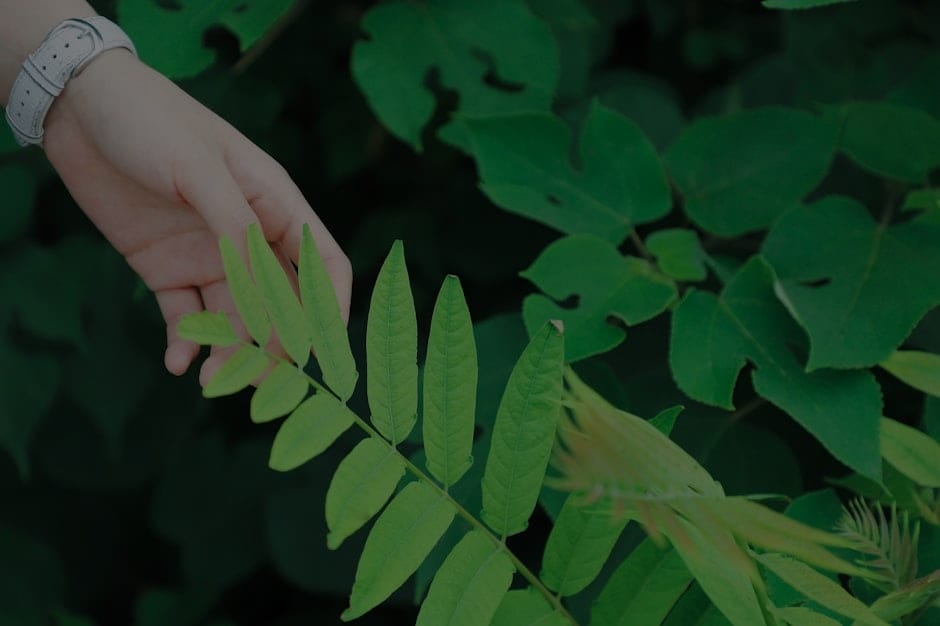 Improve Your Health and Well-Being-Feng Shui Items for a Vibrant Life