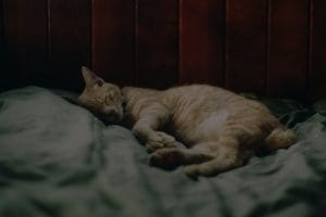 Improve Your Sleep Quality-Feng Shui Solutions for a Peaceful Bedroom