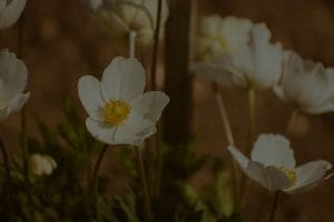 Incorporating Feng Shui into Your Garden-Energy Ornaments for Outdoor Spaces