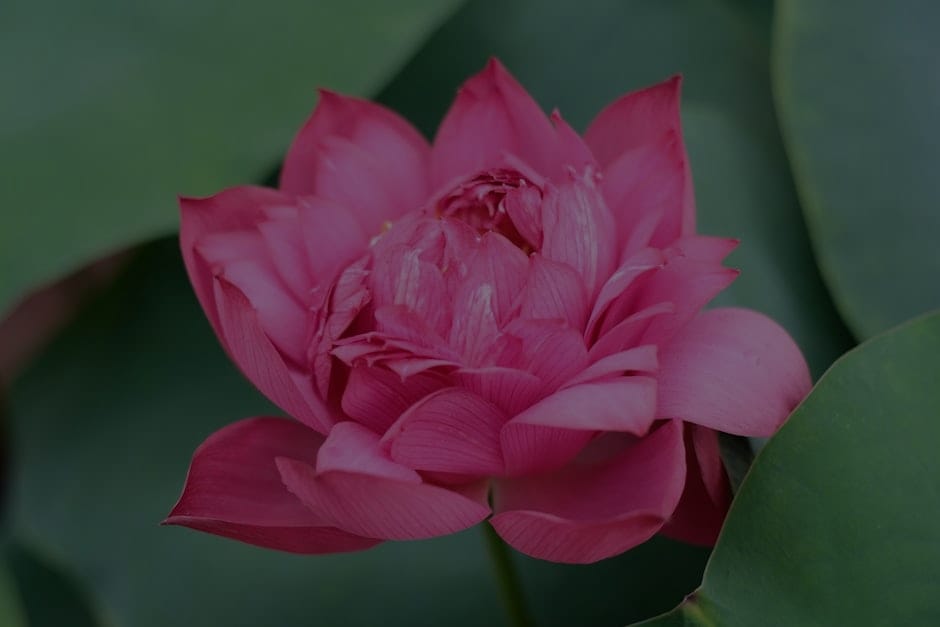 Incorporating Nature-Best Feng Shui Ornaments Inspired by the Outdoors